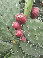 Opuntia
