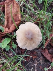 Coprinellus micaceus
