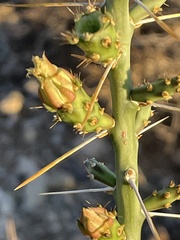 Cylindropuntia leptocaulis
