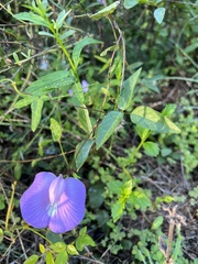 Centrosema virginianum