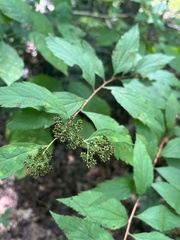 Spiraea japonica