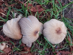 Coprinellus micaceus
