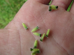 Knautia integrifolia