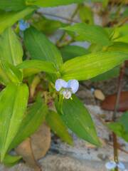 Commelina diffusa