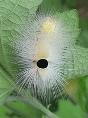 Calliteara horsfieldii