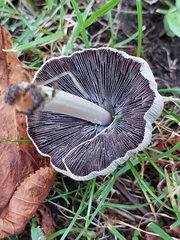 Coprinellus micaceus