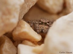 Aelurillus v-insignitus