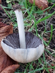 Coprinellus micaceus