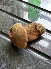 Neoboletus luridiformis