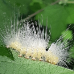 Calliteara horsfieldii