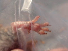 Aethomys chrysophilus