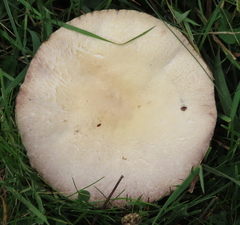 Agaricus campestris