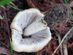 Coprinellus micaceus