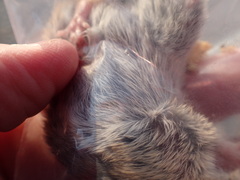 Aethomys chrysophilus