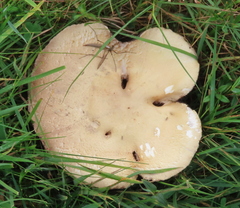 Agaricus campestris