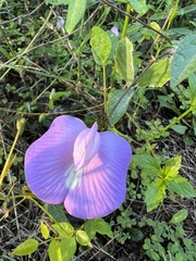 Centrosema virginianum