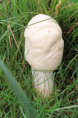 Agaricus campestris