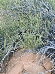 Ephedra viridis