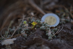 Sedum humifusum
