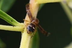 Synema globosum