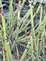 Ephedra viridis