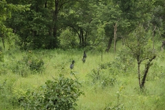 Bucorvus abyssinicus