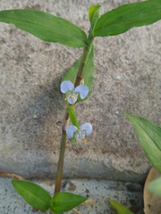 Commelina diffusa