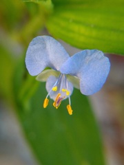 Commelina diffusa