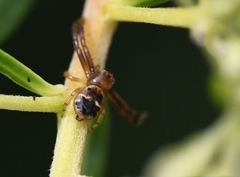 Synema globosum