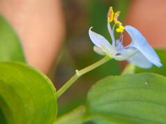 Commelina diffusa