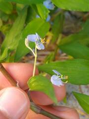 Commelina diffusa