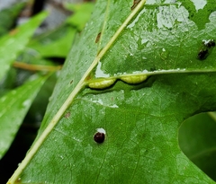 Macrodiplosis qoruca
