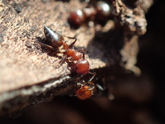 Crematogaster melanogaster