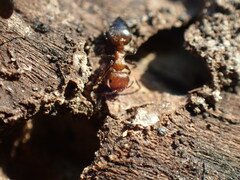 Crematogaster melanogaster
