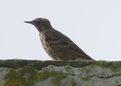 Anthus petrosus