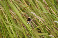 Junonia orithya wallacei