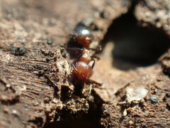 Crematogaster melanogaster