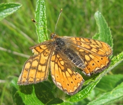 Euphydryas aurinia