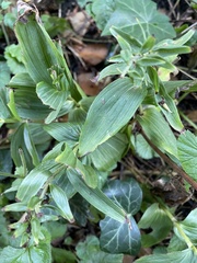 Epipactis helleborine