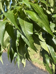 Carya illinoinensis