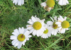 Tripleurospermum maritimum