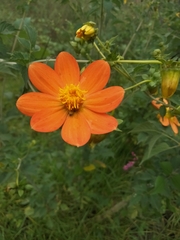 Dahlia coccinea