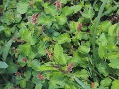 Acalypha monostachya