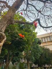 Erythrina lysistemon