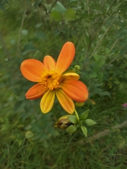 Dahlia coccinea