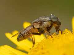 Stomorhina obsoleta