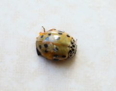 Harmonia quadripunctata