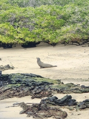 Otariidae