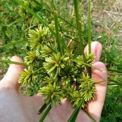 Cyperus eragrostis