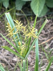 Cyperus strigosus